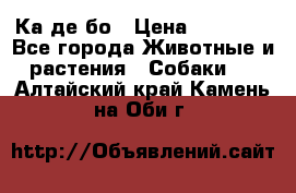 Ка де бо › Цена ­ 25 000 - Все города Животные и растения » Собаки   . Алтайский край,Камень-на-Оби г.